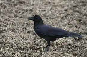 ハシブトガラス